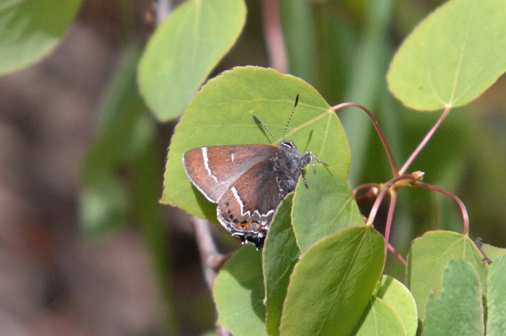 117 Hairstreak, Mountain Mahagony, 2007-06131595 Monarch Lake, CO.JPG - Mountain Mahogany Hairstreak (Satyrium tetra) Butterfly. Monarch Lake, CO, 6-13-2007